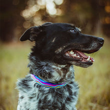 Lupine Pet Ripple Creek Dog Collars