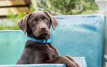Lupine Pet Rain Song Dog Collars