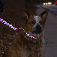 Lupine Pet Dog Reflective Collars & Lead