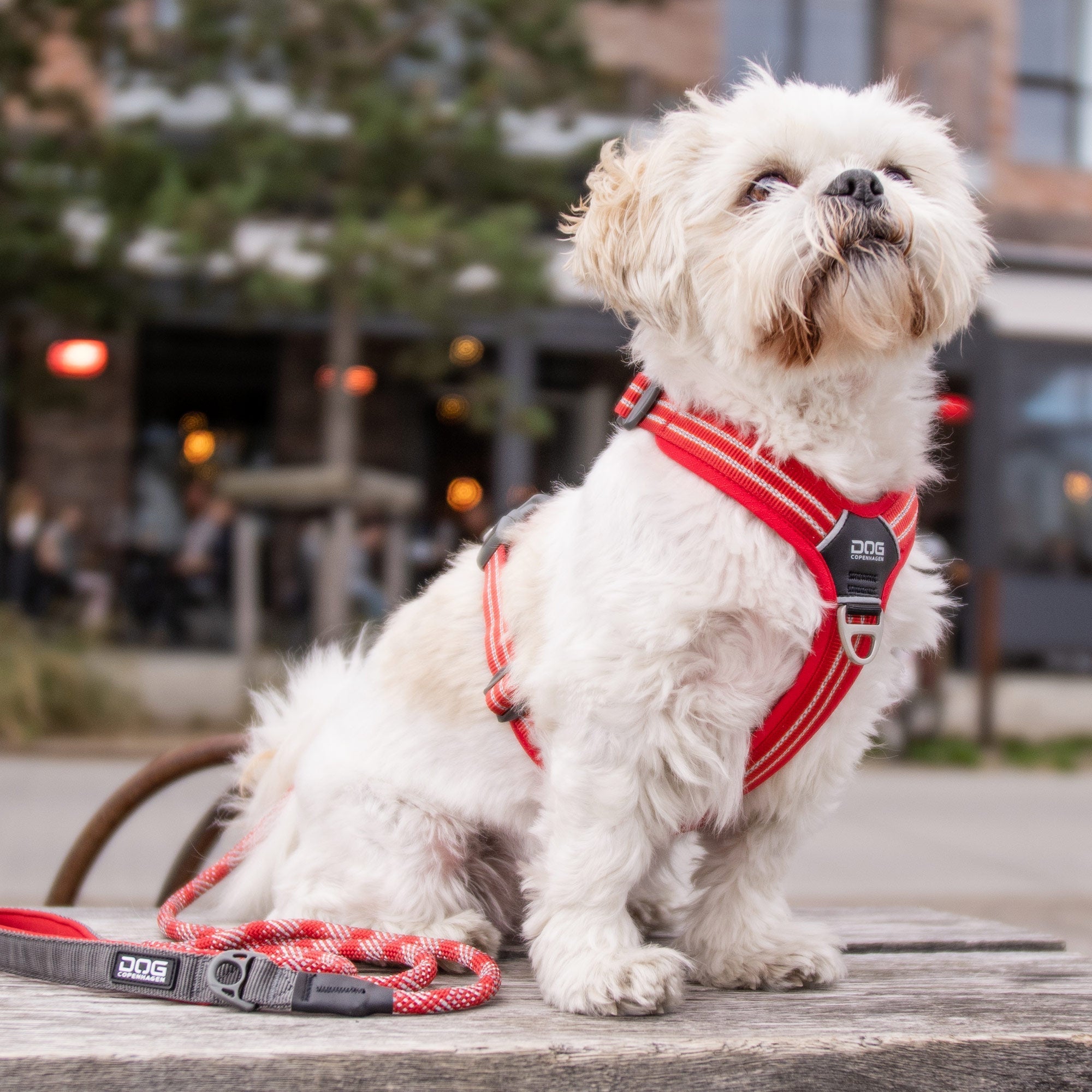 Copenhagen Dog Harness