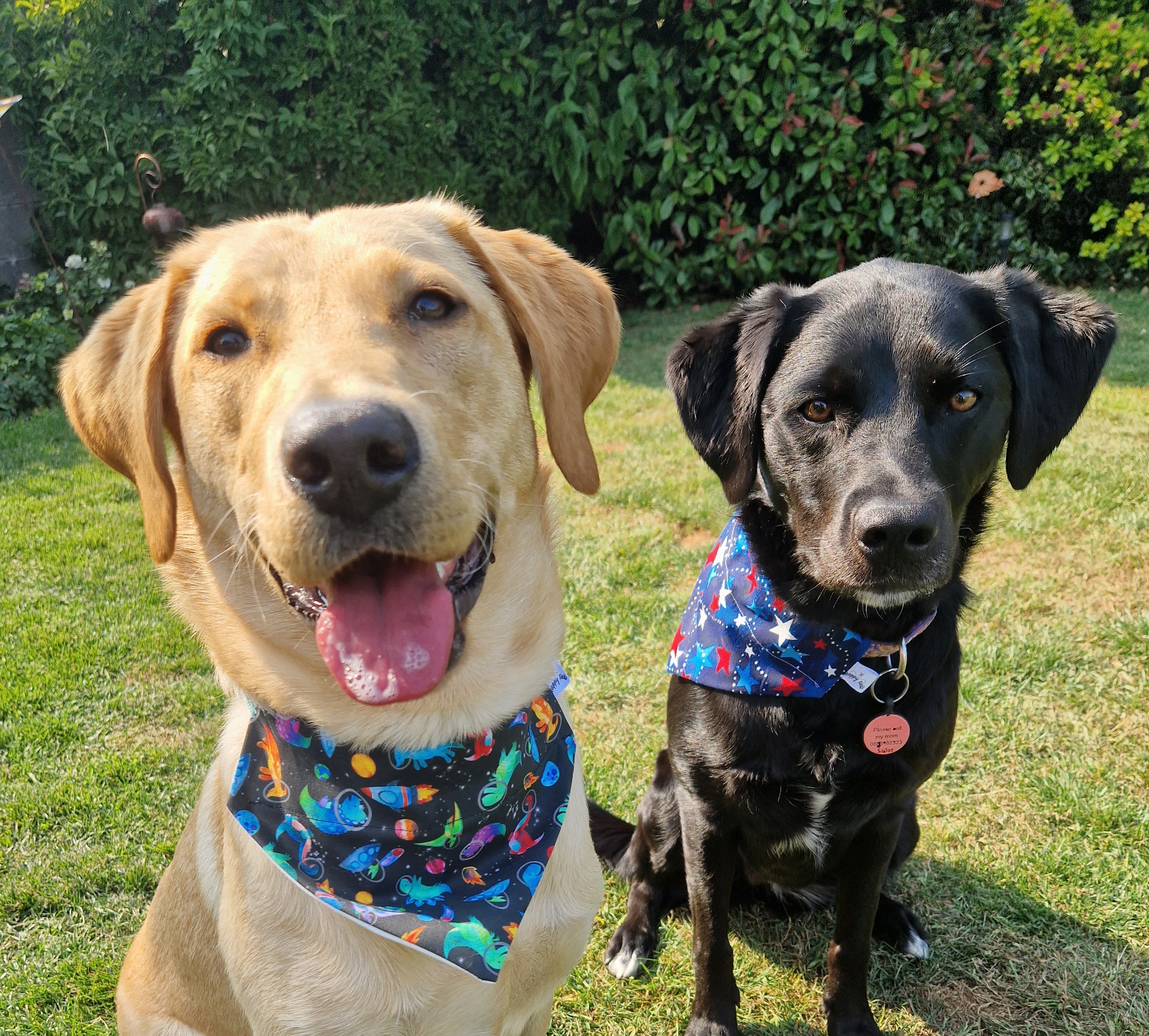 Happy Tails Dog Bandanas
