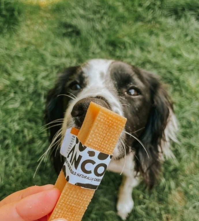Anco Moo Chews -Medium Cheese Bone Dog Chew