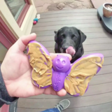 SODAPUP BUTTERFLY ENRICHMENT & CHEW DOG TOY
